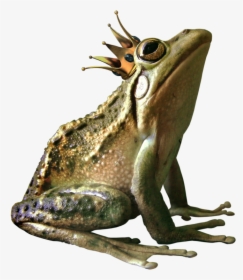 Frog Png High-quality Image - Toad With Crown, Transparent Png, Free Download