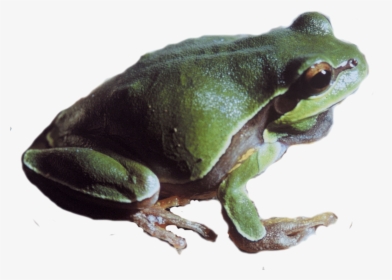Pine Barrens Tree Frog Png - Pacific Tree Frog Png, Transparent Png, Free Download