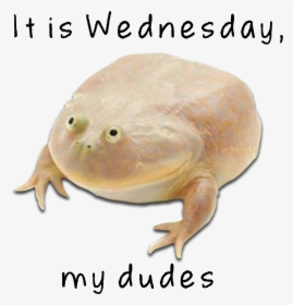 Wednesday Frog Png - Wednesday My Dudes Png, Transparent Png, Free Download