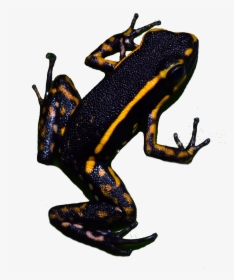 Calendar Conservation In Action Tropical Mystic Of - Phyllobates, HD Png Download, Free Download