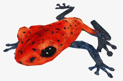 Poison Dart Frog Png Transparent Hd Photo - Transparent Poison Dart Frog Png, Png Download, Free Download