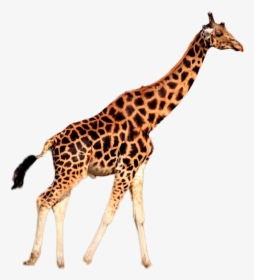 Giraffe Png Image - Giraffe Wearing A Tie, Transparent Png, Free Download