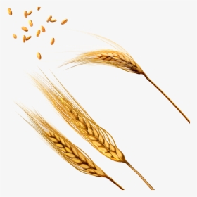 Wheat Png Image - Колос Пшеницы Png, Transparent Png, Free Download