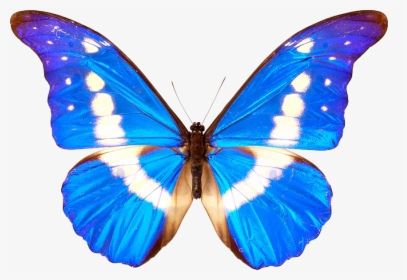 Blue Butterflies Png - Blue And White Butterflies, Transparent Png, Free Download