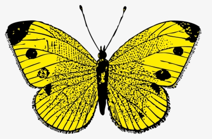 Butterfly Png Image - Yellow Butterfly Clipart, Transparent Png, Free Download