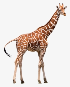 Northern Giraffe Neck Zoo Animal - Girafa Png, Transparent Png, Free Download