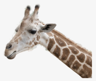 Download This High Resolution Giraffe Transparent Png - Giraffe Head Transparent Background, Png Download, Free Download