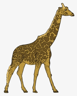 Giraffe - Giraffe Clipart Transparent Background, HD Png Download, Free Download