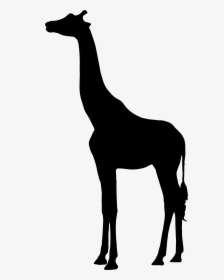 Silhouette West African Giraffe Northern Giraffe Mammal - Silhouette Giraffe Clipart, HD Png Download, Free Download