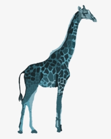 Giraffe, HD Png Download, Free Download