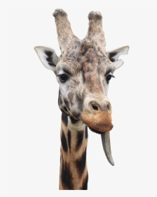 Transparent Giraffe Png - Giraffe, Png Download, Free Download