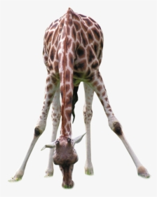 #giraffe #drinking #freetoedit - Giraffe Drinking Silhouette Png, Transparent Png, Free Download