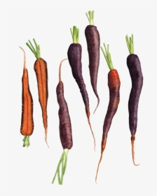 Carrots "purple Haze - Carrot, HD Png Download, Free Download
