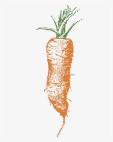 Carrot, Pages Linkedin Learning Teaching Tips - Carrot Illustrations, HD Png Download, Free Download