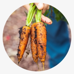 Carrot, HD Png Download, Free Download