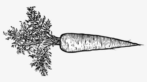 Hand Drawn Carrot Png - Black And White Carrot Png, Transparent Png, Free Download
