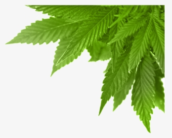 Real Marijuana Leaf Png , Png Download - Marijuana, Transparent Png, Free Download