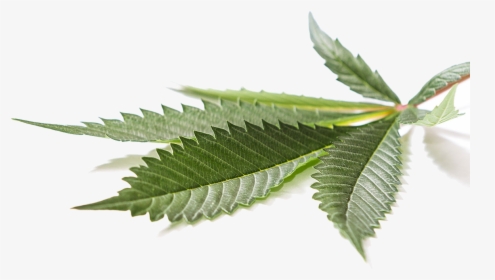 Classic Marijuana Leaf Reflection - Cannabis Leaf Png, Transparent Png, Free Download