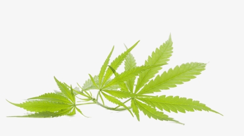 Marijuana Leaf Transparent, HD Png Download, Free Download