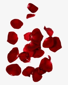 Hd Rose Petals - Transparent Background Rose Petals Png, Png Download, Free Download