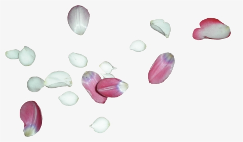 White Rose Petals Png, Transparent Png, Free Download