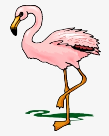 Cartoon Transparent Flamingo - Flamingo Clipart, HD Png Download, Free Download