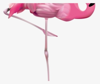 Flamingo Png Transparent Images - Transparent Background Flamingo Free, Png Download, Free Download