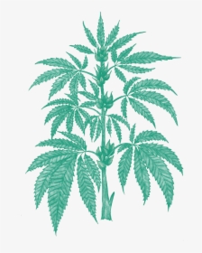 Cannabis Plant Anatomy, HD Png Download, Free Download