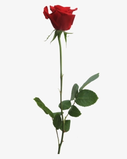 Red Rose Png By Thy Darkest Hour - Png Rose, Transparent Png, Free Download