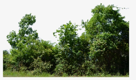 Row Of Bushes Png Banner Library - Transparent Background Tree Png, Png Download, Free Download