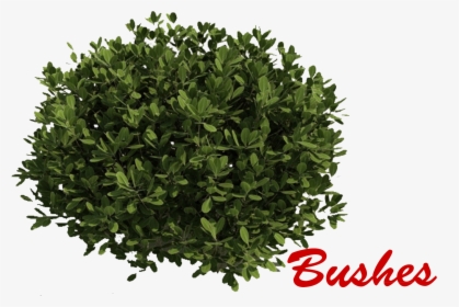 Bushes Png Picture - Sebastian Tan Broadway Beng, Transparent Png, Free Download