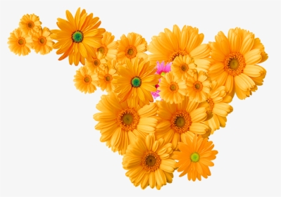 Chrysanthemum Flowers Png Transparent Image - Group Of Flowers Png, Png Download, Free Download