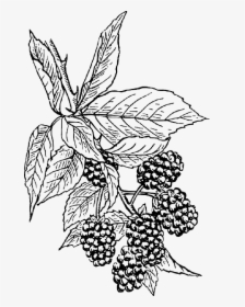 Clip Art Black And White Berries Drawing Bushes - Blackberry Clip Art, HD Png Download, Free Download
