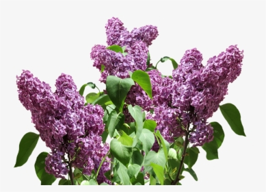 Lilac Png Pic - Lilac Png, Transparent Png, Free Download