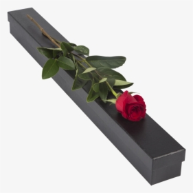 Single Red Rose- Presentation Box - Rose, HD Png Download, Free Download
