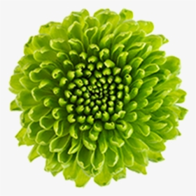 Click To Enlarge Image Green Button Country2 - Artificial Flower, HD Png Download, Free Download