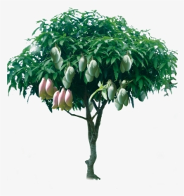 Png Format Mango Tree Png, Transparent Png, Free Download