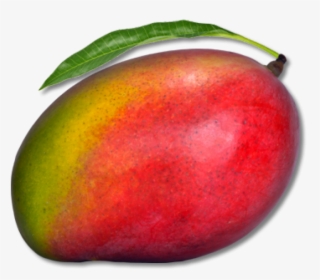 Mango Png Free Download - Mango With Transparent Background, Png Download, Free Download