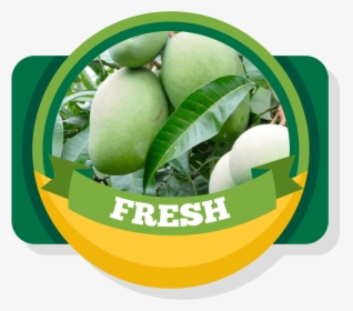 Aroma Of Our Fruit - Green Fresh Mango Png, Transparent Png, Free Download