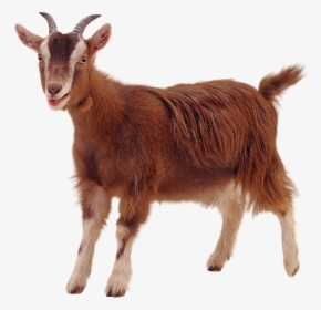Golden Guernsey Sheep Clip Art - Goat Transparent Background, HD Png Download, Free Download
