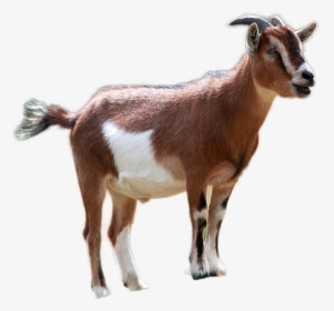 Goat Png Image - Goat Png, Transparent Png, Free Download