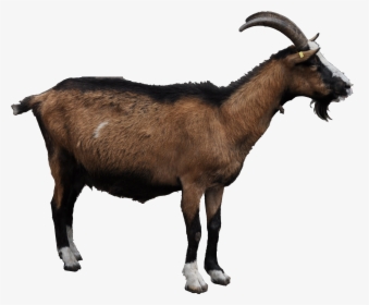 Download Goat Png File - Goat Png, Transparent Png, Free Download