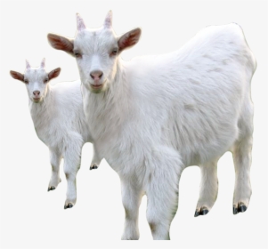 Goat Sheep Milk Livestock - Sheep Animals Background White, HD Png Download, Free Download