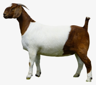 Boer Goat Goat Png, Transparent Png, Free Download