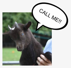 Contact Us - Goat - Goat, HD Png Download, Free Download
