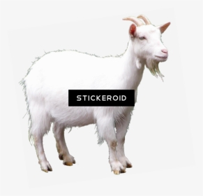 Transparent Goats Png - Goat, Png Download, Free Download