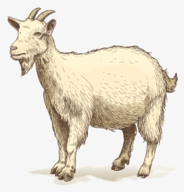 Goat Drawing Clip Art - Kid Goat Drawing, HD Png Download, Free Download
