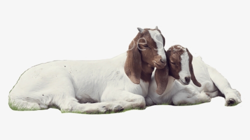 Goat , Png Download - Transparent Background Goat Png, Png Download, Free Download