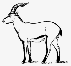 Goat Pictures At Getdrawings - Portuguese Ibex, HD Png Download, Free Download