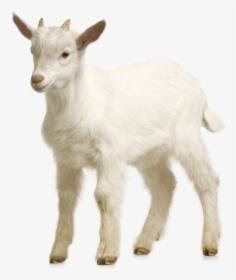 Goat Sheep Download - Goat Transparent, HD Png Download, Free Download